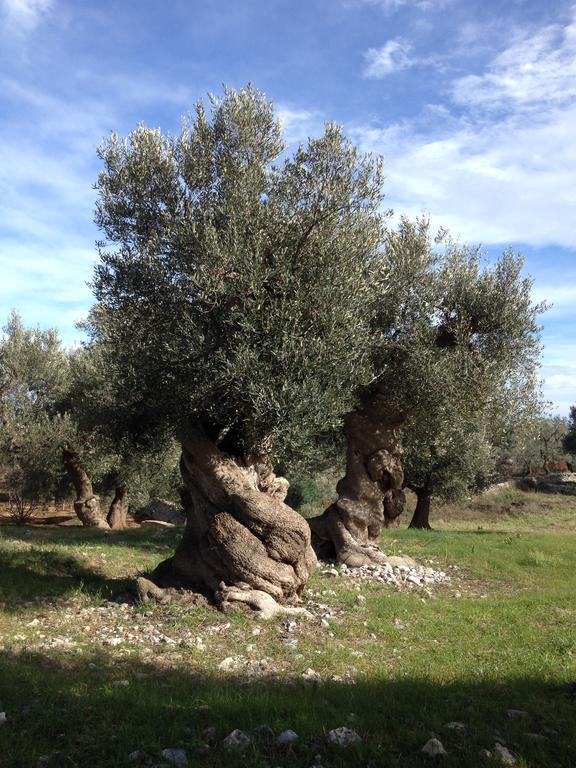 Masseria Purgatorio Fasano Eksteriør bilde
